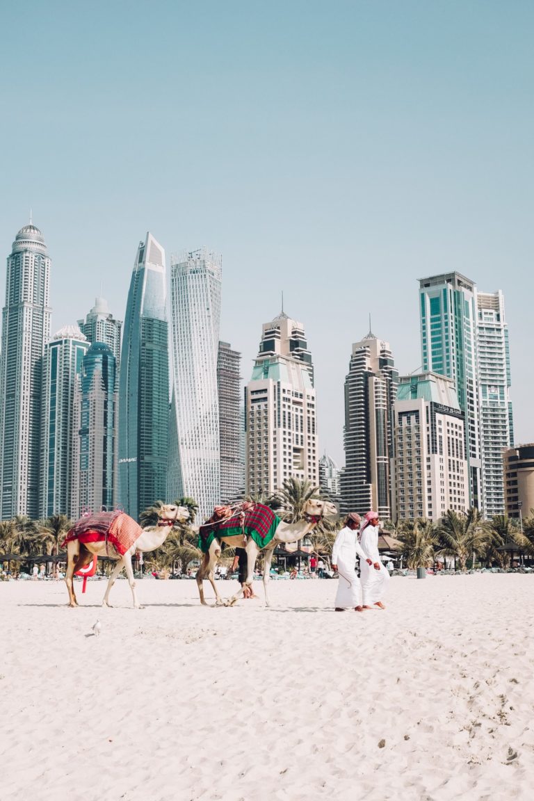 Two camelers and their camels prepare for a student travel tour of Dubai, United Arab Emirates.