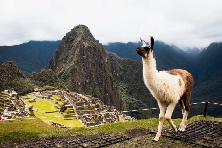A llama standing on one of the mountains with the Inca ruins of the Machu Picchu Tour, Peru travel.