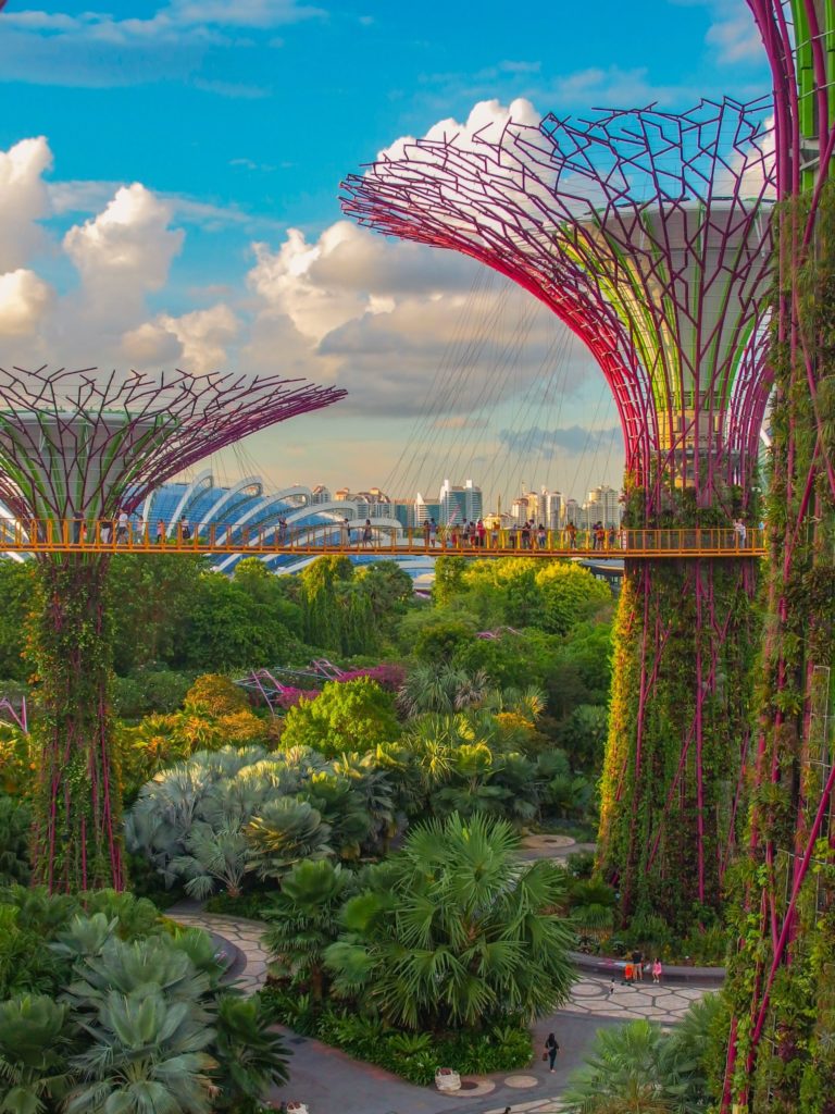 A student traveler's view of the giant "trees" at Supertree Grove in the Gardens by the Bay, Singapore.