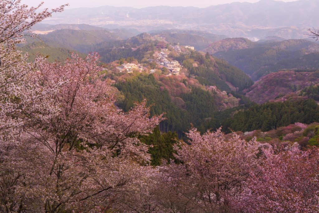 An aerial view of the legendary Mount Yoshinoyama in Japan, which is reached by cable car over the blooming cherry blossom trees. This image is used in the Students Fare student travel blog to list the top spring break destinations for college students in 2023!