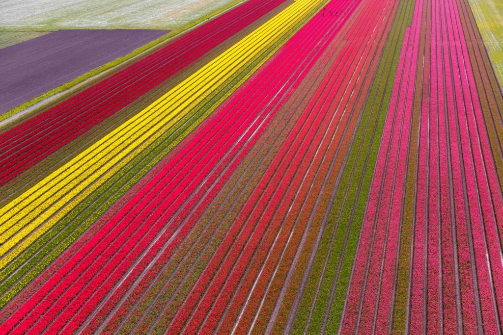 An aerial view over a bright pink, purple, and yellow tulip field in Holland, Netherlands. This image is used in the Students Fare student travel blog to list the top spring break destinations for college students in 2023!