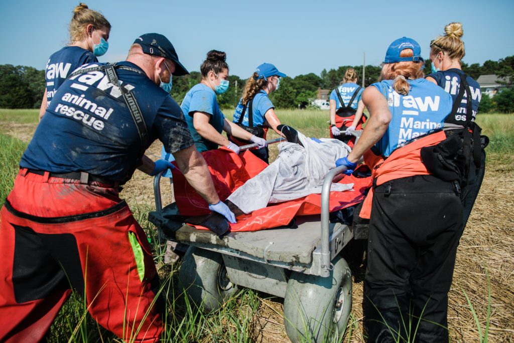 Featured in What Is A Volunteer Trip by Students Fare, this image shows a group of volunteer animal rescuers at a preservation.