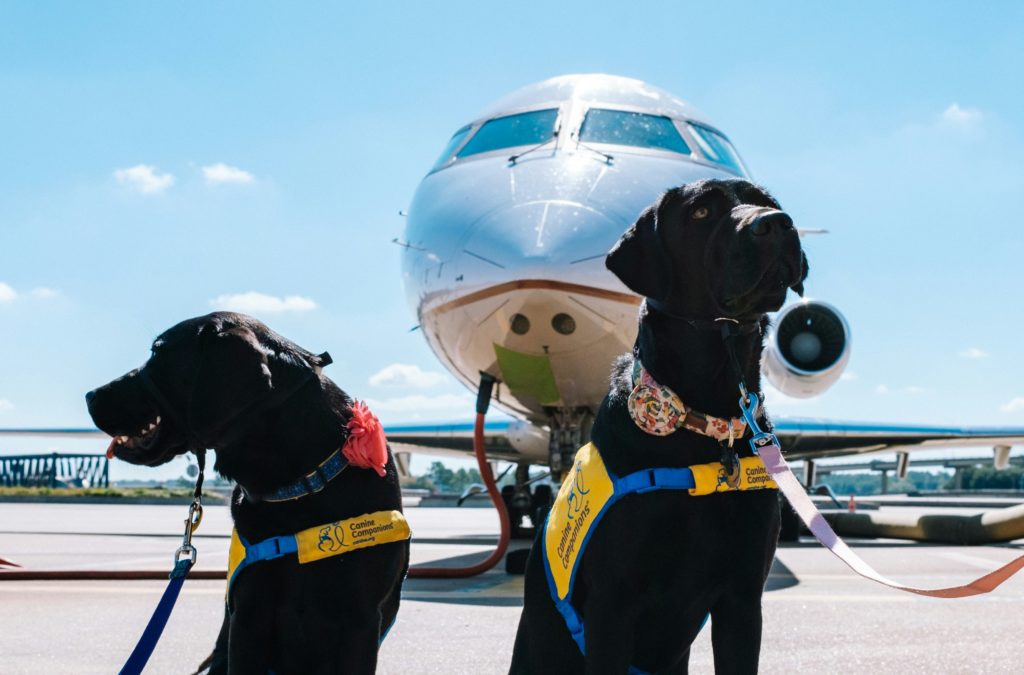 Featured in the Students Fare article, "Accessible Air Travel Guide," this image shows two black lab service dogs in front of an airplane at the airport.