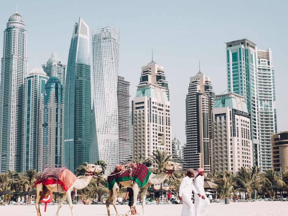 Two camelers and their camels prepare for a student travel tour of Dubai, United Arab Emirates.