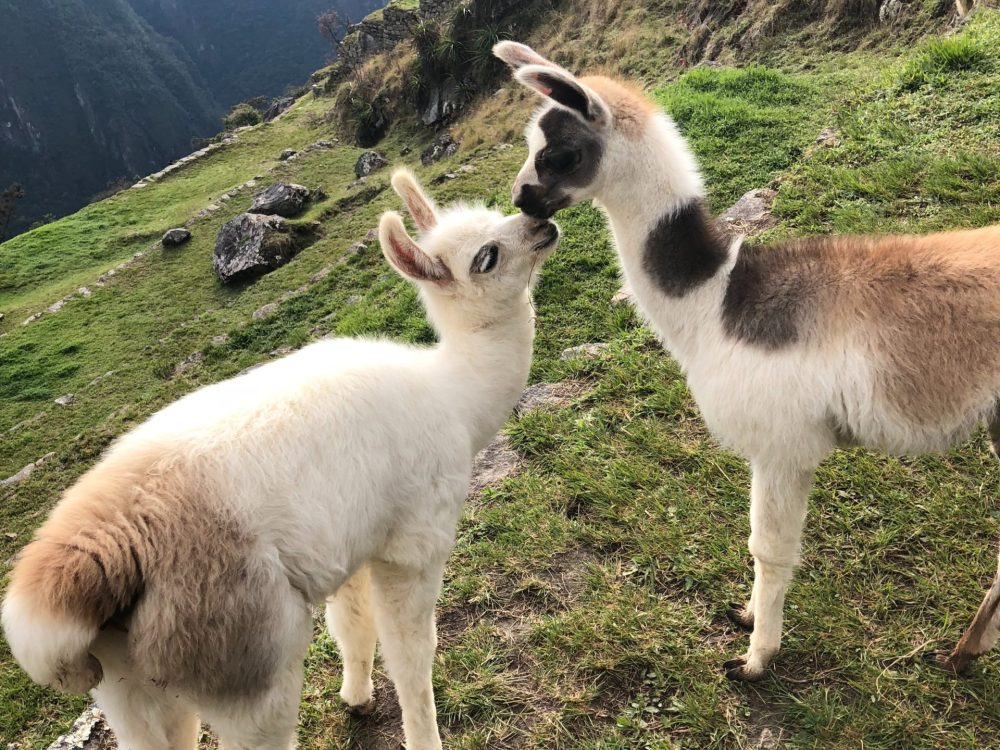 Two baby llamas grooming each other on part of the Inca Temple student travel tour at Machu Picchu, Peru.