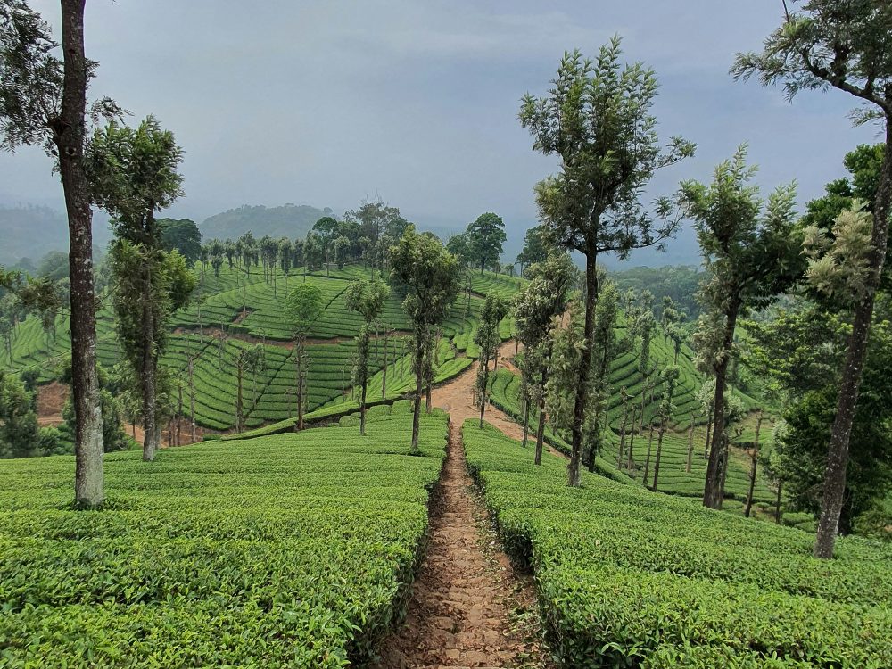 Students Fare Agricultural Tour Nilgiris Ooty Tea Estate India