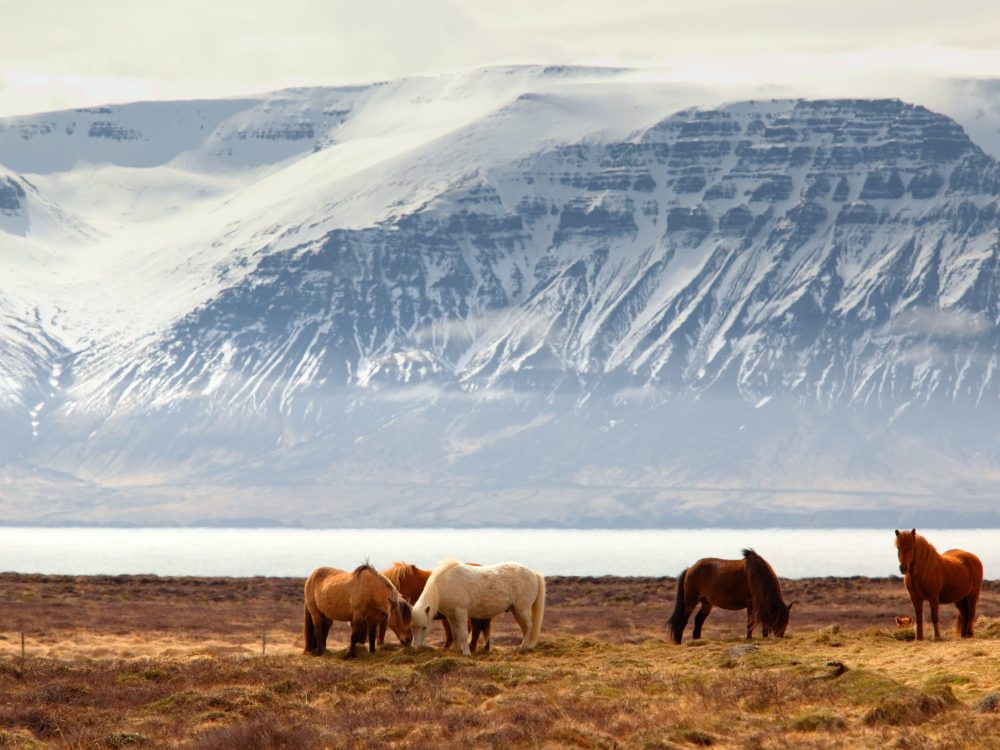 A tour of the wild horses with a scenic view of the water and mountains during travel to Iceland.