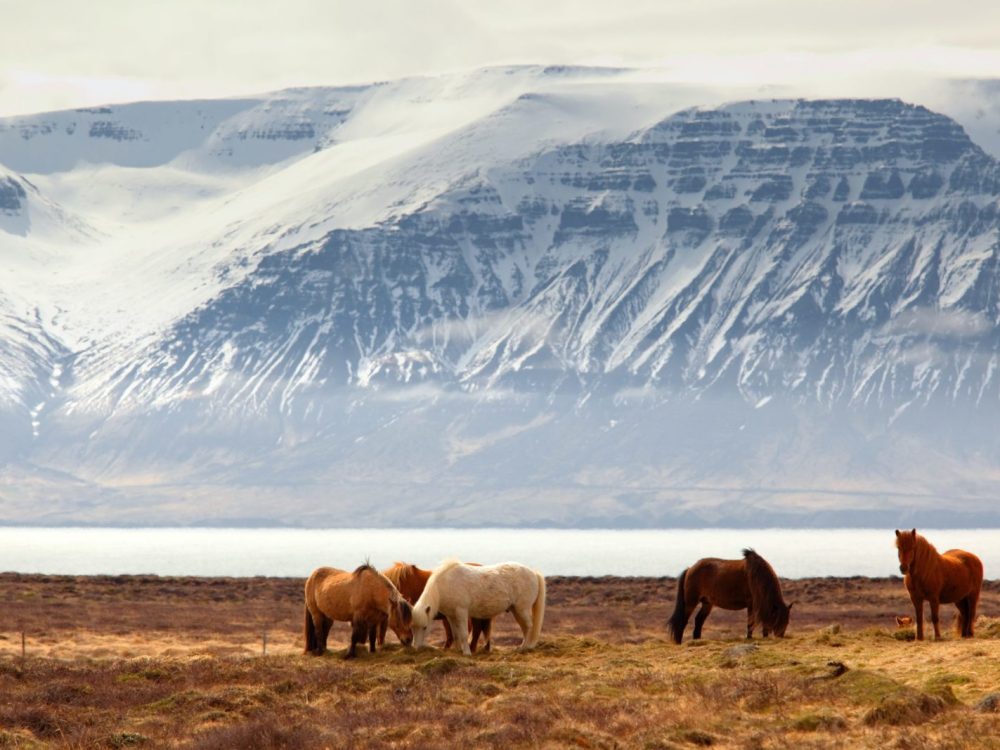 A tour of the wild horses with a scenic view of the water and mountains during travel to Iceland.